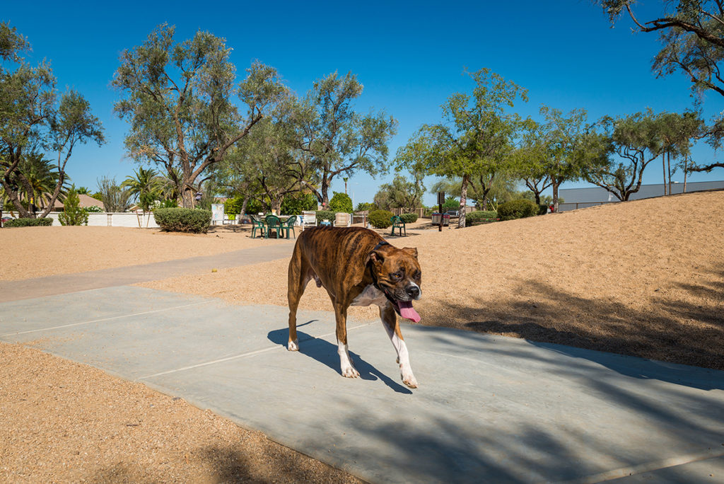 Duffeeland Dog Park Sun City Arizona