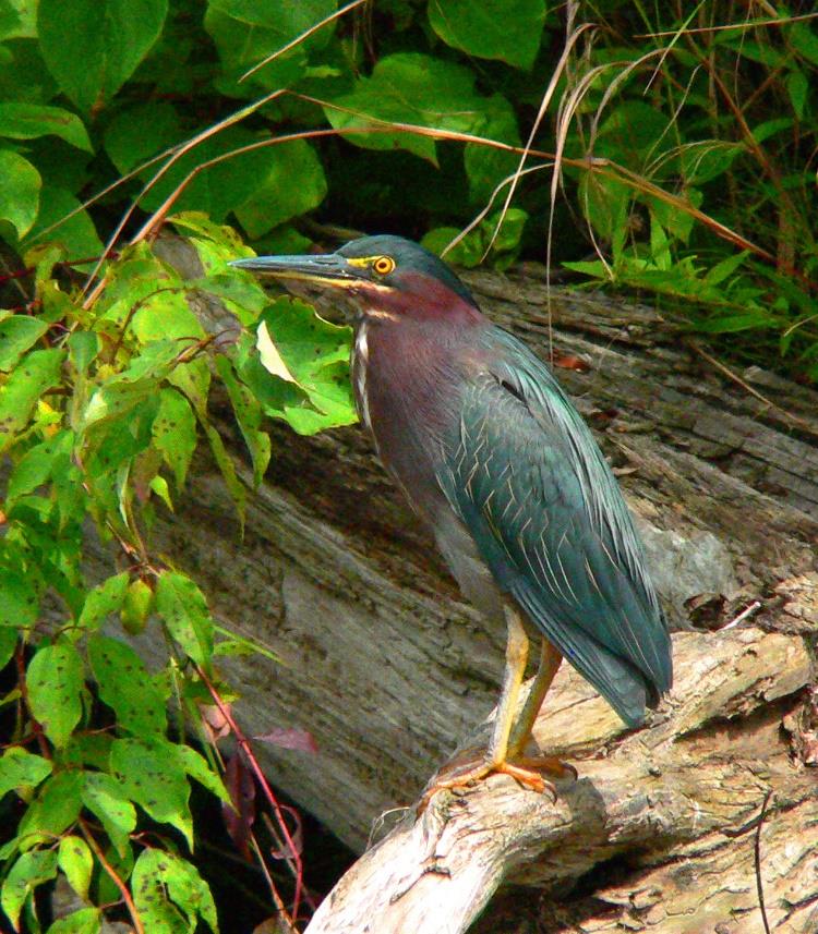 green-heron